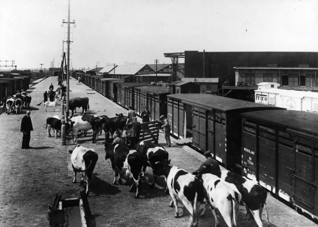 Vervoer van koeien per trein te Leeuwarden, 1937