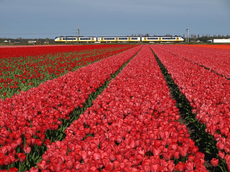 Bollen worden in lange bedden gepoot. Als de bloemen eenmaal in bloei staan, levert dat een fraai lijnenspel op. De bedden zijn even breed als de sporen van de tractoren waarmee de telers door het land rijden, de bollen poten, en na de bloeiperiode weer rooien. In het verleden was het poten en rooien van bollen handwerk dat door landarbeiders werd gedaan. De eenzame Sprinter is op weg naar Hillegom.