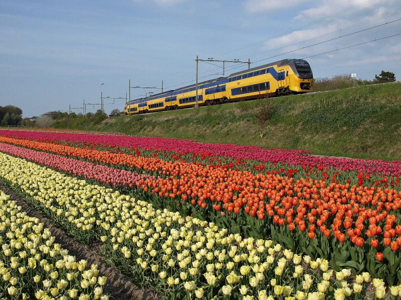Het cultuurlandschap van de Bollenstreek is ontstaan in de negentiende eeuw, toen oude binnenduinen werden afgegraven en plaatsmaakten voor kale en vlakke zandakkers. Op het vrijkomende zand zijn de Hollandse steden gebouwd. Rond Vogelenzang zijn nog enkele van die binnenduinen te vinden. Omdat de spoorlijn Haarlem Leiden - aangelegd tussen 1840 en 1842 - in het oude duinlandschap lag, rijdt de trein hier nu op een dijk met aan beide zijden bollenvelden.