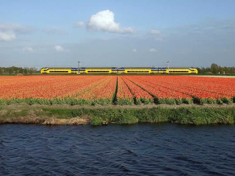 Het donkere water van de Leidschevaart, de rode tulpen, de gele trein en de blauwe lucht zijn netjes op elkaar gestapeld op deze foto van 13 mei 2013. Het voorjaar was extreem koud - temperaturen van -20 in februari - waardoor de tulpen pas laat in bloei kwamen.