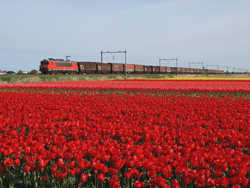 Op ongeveer dezelfde plek als foto 11, maar dan aan de oostzijde van de spoorlijn, is op 12 april 2014 een van de weinige goederentreinen te zien die van dit deel de Oude Lijn gebruikmaakt. Het is de bekende staaltrein 61601, die elke morgen rond 10.45 uur passeert. In het voorjaar van 2016 reed deze trein slechts een enkele keer. Niet omdat er geen staal wordt vervoerd, maar omdat de trein door werkzaamheden op de Betuweroute werd omgeleid via Amsterdam.