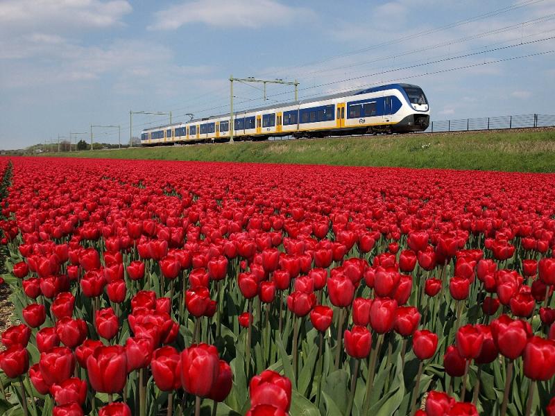 Elk jaar staan er andere bollen in de percelen langs de spoorlijn. In het voorjaar van 2015 waren er ten noorden van het station van Hillegom schitterende donkerrode tulpen te zien, die prachtig kleuren bij de blauw-wit-gele SLT-treinstellen. Op de achtergrond is nog net het hek te zien dat ProRail aan de oostzijde op de spoordijk plaatste.