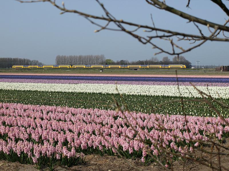 Ter hoogte van de Frederikslaan, aan de oostzijde van de Oude Lijn, rijden op 30 april 2014 twee gekoppelde VIRM-treinstellen naar Haarlem. Door werkzaamheden op de Schiphollijn rijden er op deze dag gekoppelde stellen op de Oude Lijn.