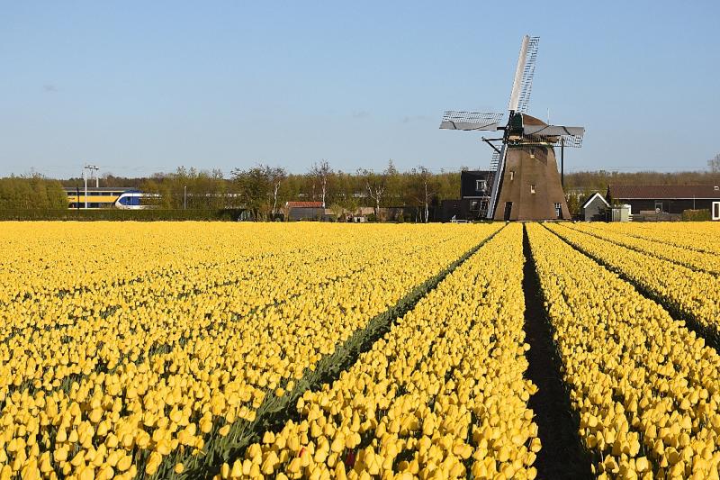 Mooie gele tulpen bij de Hoogeveense molen uit 1654, die het water uit de Hoogeveense polder naar de Leischevaart maalt. De strook groen tussen de Leidschevaart en de spoorlijn werd in het verleden gebruikt voor volkstuintjes, maar doet sinds enkele jaren dienst als “ecologische zone”. Hierdoor is het uitzicht op de spoorlijn grotendeels verdwenen. Toch zijn op deze foto nog twee treinen te zien!