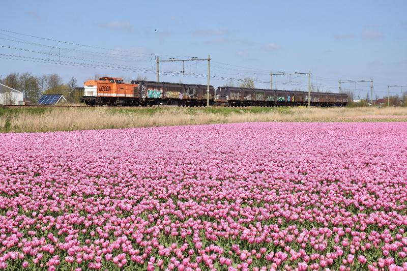 Ten oosten van de Oude Lijn bij Noordwijkerhout stonden in het voorjaar van 2016 enkele hectaren roze tulpen, die door het frisse weer wekenlang in bloei bleven. Pas rond Koningsdag werden de tulpen gekopt. De roze tulpen vormen een fraai decor voor de vuiltrein naar Noordwijkerhout, die dit voorjaar voor het laatst reed. Sinds juli gaat het huisvuil van de Duin- en Bollenstreek per vrachtwagen naar de vuilverbranding in de Amsterdamse Houtrakpolder.