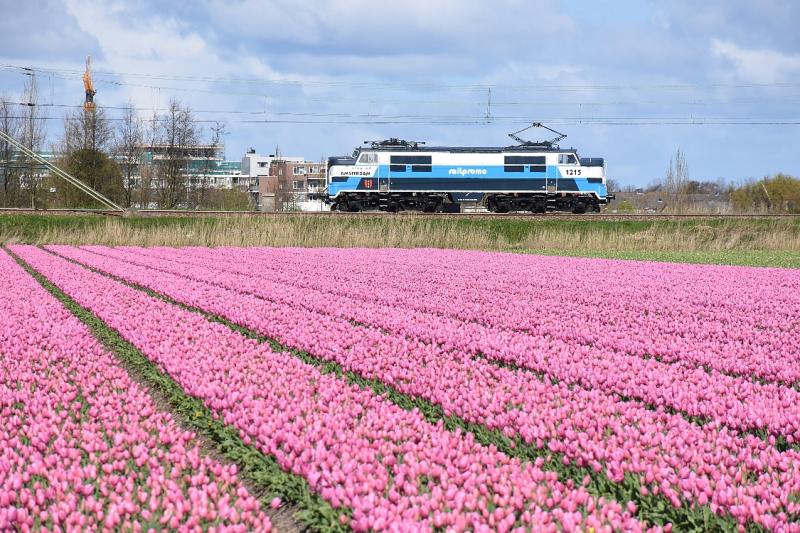 Lichtblauw combineert mooi met roze, zoals loc 1215 van Railpromo bewijst. Op 17 april 2016 was de loc onderweg op de Oude Lijn en de Schiphollijn voor roestrijden na werkzaamheden.