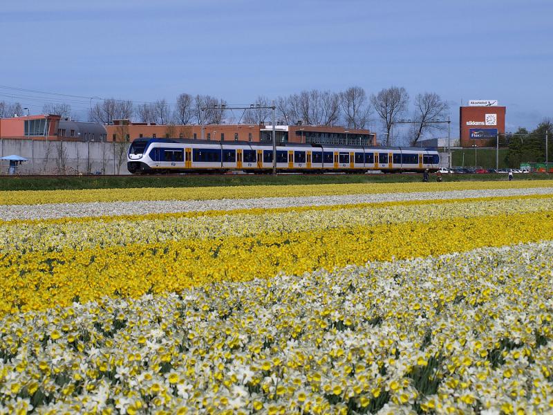 Ter hoogte van Voorhout ligt de Oude Lijn in de weilanden. Bij Warmond, waar de Oude Lijn en de Schiphollijn bij elkaar komen, c.q. splitsen, liggen echter nog enkele bollenvelden. Deze zijn ontstaan door het omspuiten van weilanden, waarbij de zandgrond onder de weilanden naar boven is gehaald. Bij De Klinkenberg is deze SLT onderweg naar Leiden. Op de achtergrond zijn de jeugdgevangenis Teylingereind en de verffabriek van Sikkens/Akzo Nobel te zien. In de verffabriek worden onder andere lakken voor de auto-industrie gemaakt. Het bedrijf heeft geen spooraansluiting.