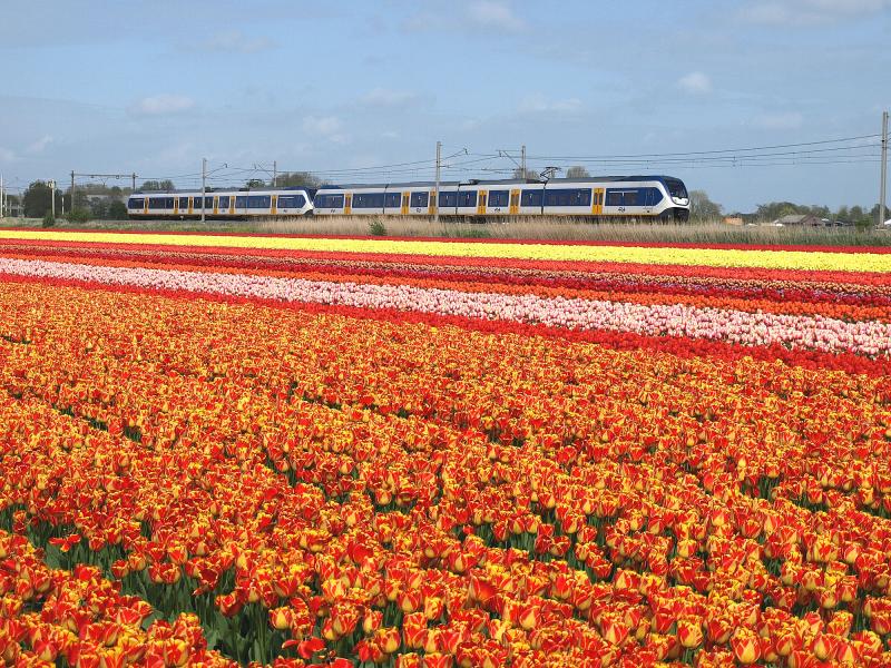 Ten zuidwesten van het station Sassenheim, bij de Warmonderdam, ligt een klein bollenveld dat in het voorjaar van 2013 wel erg kleurrijk was. “Doe je het hek dicht als je klaar bent met foto′s maken, want anders lopen hier straks bussen vol toeristen door de bollen,” zei de eigenaar van het perceel toen ik hier met mijn fototoestel rondliep. Op sommige plekken kom ik al vele jaren. “Bent u daar weer?” zei een bollenteler eens toen hij mij bij Warmond tegenkwam. “Ik zie u elk jaar, heeft u nog niet genoeg foto′s?”