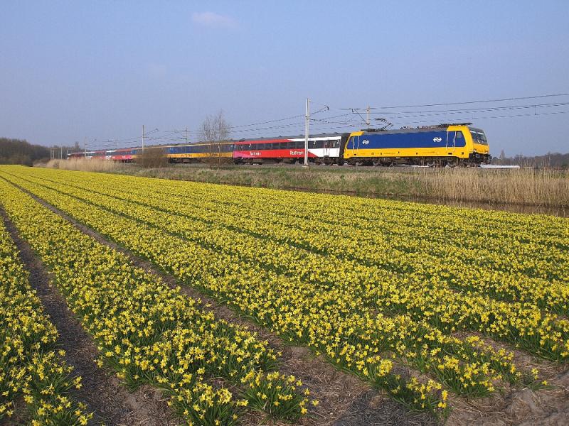 De BR186 met Testtrein was een toevalstreffer in april 2015. Op het bollenveld stonden tête-à-tête narcissen. Dat zijn korte narcissen met kleine bloemen, die in het voorjaar vooral in potjes worden verkocht. Een tip: koop narcissen en hyacinten in de stalletjes langs de weg. Voor een luttel bedrag kun je hier potjes met fraaie bolbloemen kopen. Goedkoper dan in de supermarkt en meestal ook veel beter van kwaliteit.