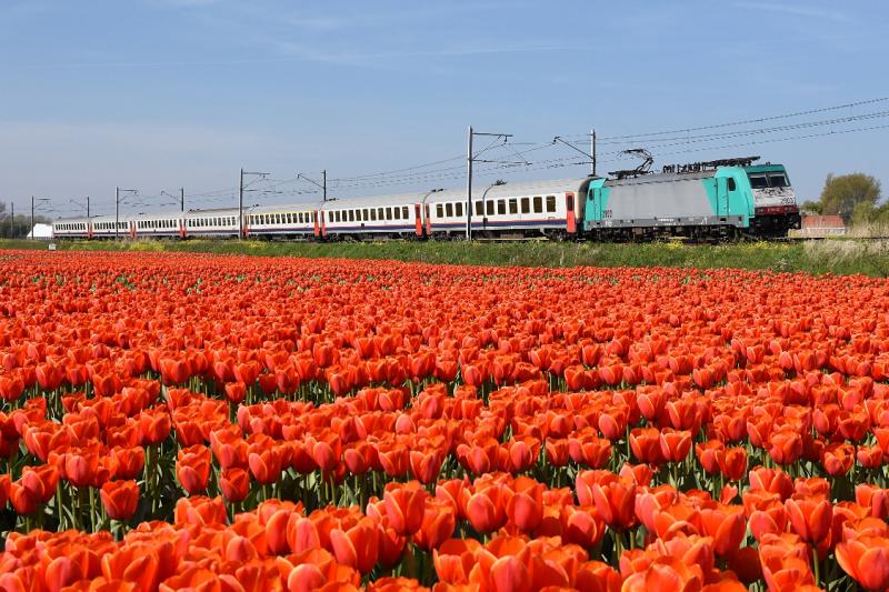 Het fotografische hoogtepunt van het bollenseizoen 2016 was voor mij toch wel deze foto van een Reeks 28 met een set Belgische rijtuigen, die net een week eerder in dienst waren gekomen, in de Beneluxdienst. Lang zouden de rijtuigen het niet uithouden, want nog geen maand later keerden de rijtuigen door problemen met de deuren weer terug naar België. De rode tulpen heten Ad Rem. Dit veld was een van de laatste waar dit voorjaar nog rode tulpen waren te zien. Ik heb hier begin mei heel wat uurtjes doorgebracht...