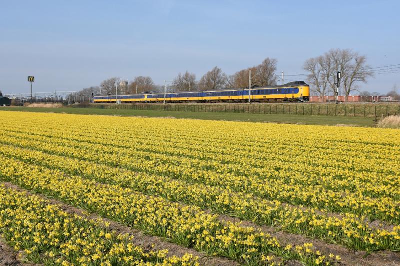 Iets ten noorden van het station Sassenheim vormen deze tête-à-tête narcissen een leuke voorgrond voor de gekoppelde ICM′s in de dienst naar Leeuwarden en Groningen. Sinds enkele jaren rijden de ICM′s via de Flevopolders en Amsterdam naar Den Haag CS, wat de variatie in materieel op de Schiphollijn aanzienlijk heeft verbeterd.