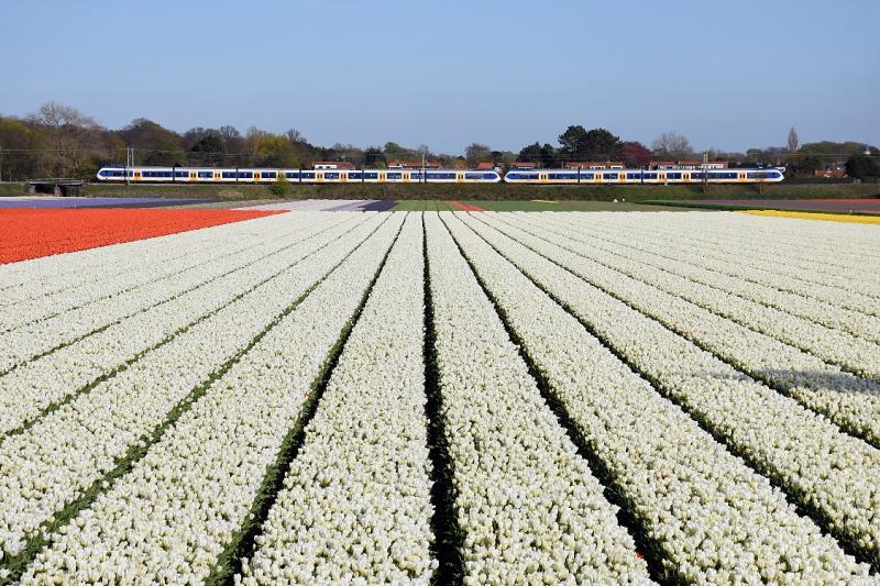 Iets ten noorden van Vogelenzang levert een doorkijkje langs de Vogelenzangseweg een fraai panorama van de bollenvelden op. De gekoppelde SLT′s zijn in het spitsuur onderweg van Leiden naar Haarlem. Deze foto is alleen mogelijk aan het eind van de middag, op voorwaarde natuurlijk dat er bollen staan. De huizen op de achtergrond staan langs de Leidschevaart, die de trein zojuist enkele honderden meters naar rechts heeft gepasseerd.