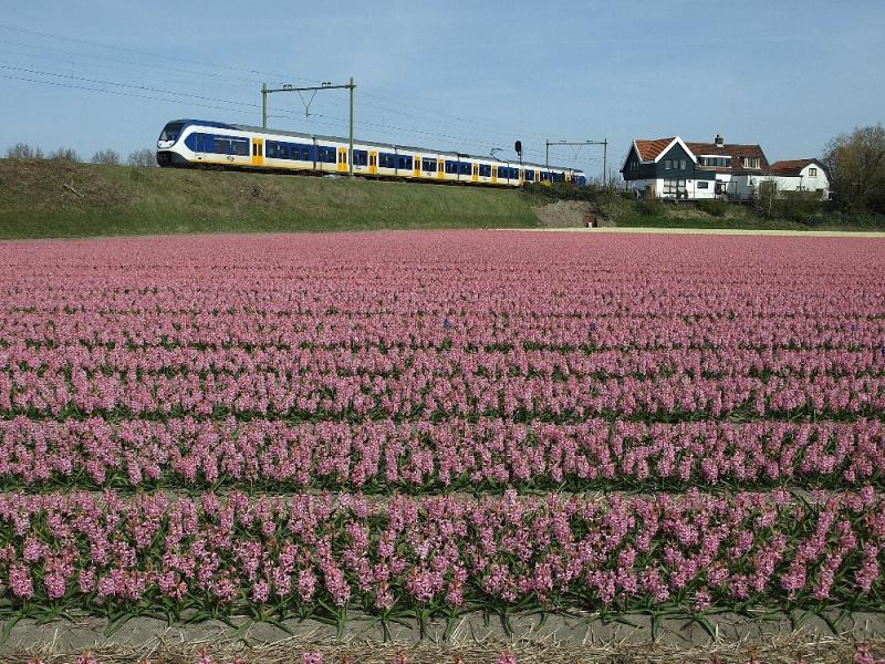 De huisjes aan de oostkant van de overweg in de Nieuweweg zijn een veelgebruikt fotomotief. Op 12 april 2015 stonden er mooie roze hyacinten in het bollenveld langs de spoorbaan.