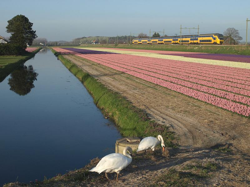 De hyacinten komen meestal eind maart, begin april in bloei. Deze kleurrijke en geurige bloemen gedijen eigenlijk alleen goed op de arme zandgronden van de Bollenstreek. Vanaf de Loosterweg in Hillegom heb je een mooi uitzicht op de spoorbaan, met op de achtergrond weer de Nieuweweg. De brede sloot ligt er niet zonder reden. Naast voor de waterhuishouding, diende deze ook voor de aan- en afvoer van bollen, stro en andere materialen. Nog steeds is een groot deel van de Bollenstreek doorvaarbaar. Rond de Keukenhof zijn in april zelfs excursies met historische scheepjes. Na de Tweede Wereldoorlog namen vrachtwagens het werk van de schepen over