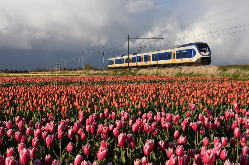 Vanaf Hillegom volgt de Oude Lijn de Leidschevaart of Haarlemmertrekvaart, die in 1656 is gegraven als waterverbinding tussen Haarlem en Leiden. Vanaf Lisse ligt de spoorlijn zelfs naast de Leidschevaart. Iets ten zuiden van Hillegom liggen er tussen de spoorlijn en het water nog enkele bollenvelden. Op 24 april 2016, aan het eind van de middag, is een SLT onderweg van Hillegom naar Leiden. De donkere wolken beloven weinig goeds, maar ingewijden weten beter. Als het in het binnenland regent, schijnt in de kuststrook vaak de zon. Dat is ook een van de redenen dat bolbloemen het hier zo goed doen. Ze krijgen al vroeg in het voorjaar volop zonlicht.