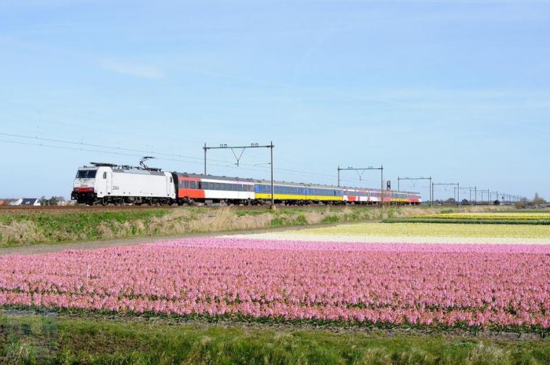 Na het echec van de V250 ziet de Beneluxtrein er nu zo uit: een eloc met speciale rijtuigen. In dit geval een loc van de NMBS, de Belgische spoorwegmaatschappij. Traxx-locomotief 2844 passeert op deze foto de bollenvelden te Hillegom op een omgeleide route. Dennis Koster heeft deze foto gemaakt op 12 april 2015.